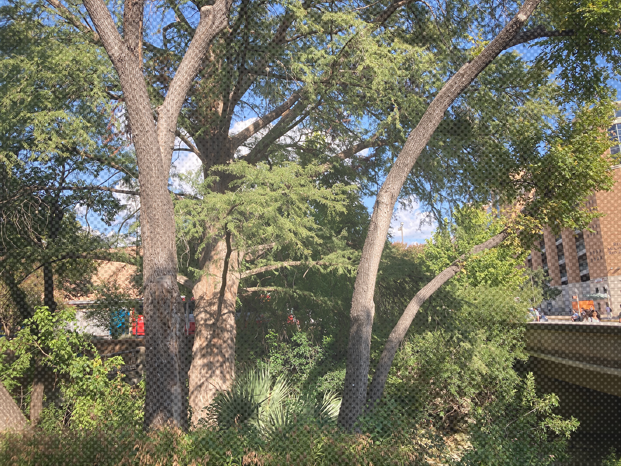 A picture of Bald Cypress